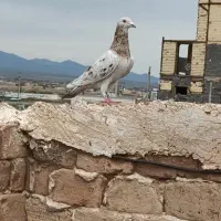 کفتر جفت هفت رنگ زرد