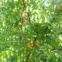 زمین و باغ وسوله وحیاط دریالقوزآغاج  مرند|فروش دفتر صنعتی، کشاورزی، تجاری|مرند, |دیوار