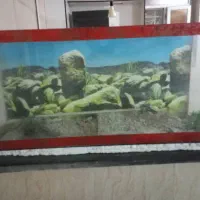 اکواریوم