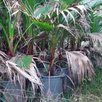 پالم واشنگتن سطل ۱۲|گل و گیاه طبیعی|چابکسر, |دیوار