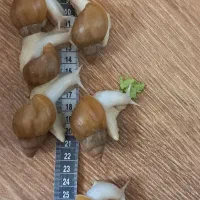 حلزون البینو و خاک کوکوپیت