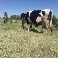 سه‌تا‌گاو‌ابستن