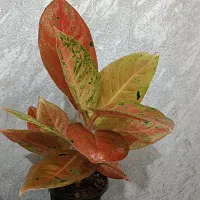 یوکا قیمت مناسب دیفن