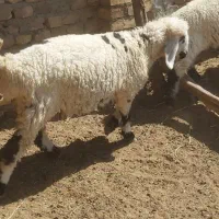 بره ماده سه قلو زا داشتی و گوشتی|حیوانات مزرعه|هیرمند, |دیوار