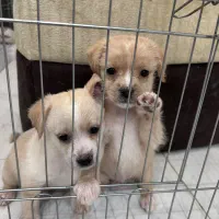 سگ و پت خانگی