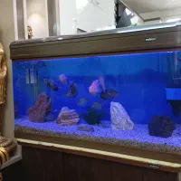 آکواریوم دربدار ماهیران