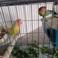 طوطی برزیلی|پرنده|شهریار, رضی آباد بالا|دیوار