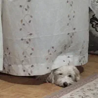 سگ‌ پاکوتاه