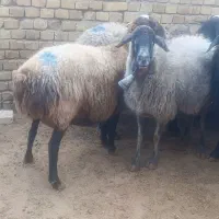 گوسفند.میش جوان درجه یک آبستن سنگین و بره دار