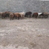 کاور بره فروشی|حیوانات مزرعه|تربت جام, میان جام|دیوار