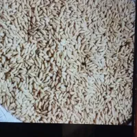 گندم|خدمات باغبانی و درختکاری|زنجانرود, |دیوار