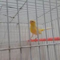 قناری ماده|پرنده|تربتحیدریه, شهرک ولیعصر|دیوار