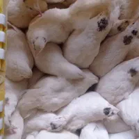 بلدرچین هلندی سفید بلدرچین نر ژاپنی تعداد 200عدد