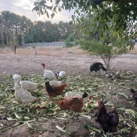 مرغ و خروس جهت قربانی ونگهداری