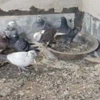 فروش کفتر|پرنده|محلات, |دیوار