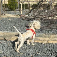 سگ پاکوتاه شیتزو خالص