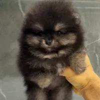 سگ پامرانین خرسی