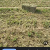 یونجه انباری خشک درجه یک