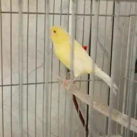 قناری بخون
