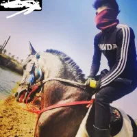 آموزشی اسب سواری