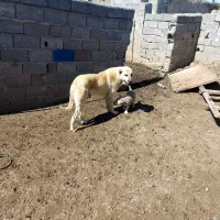 سگ گمشده|سگ|گرمی, |دیوار