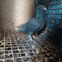 کفتر  پلاکی|پرنده|مرودشت, محمد آباد|دیوار