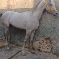 مادیون ونریون کره تاج|اسب و تجهیزات اسب‌سواری|یزد, |دیوار