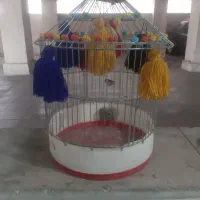 قفس طرقه