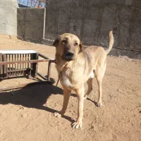 توله پژدر|سگ|شازند, |دیوار