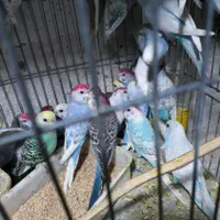 مرغ عشق و کوتوله برزیلی دستی دررنگ های مختلف|پرنده|قم, سرحوض|دیوار