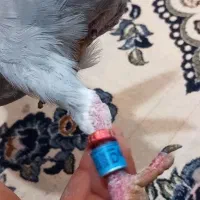 کبوتر جوجه عراق گرفتنی