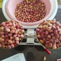پسته کال ورسیده