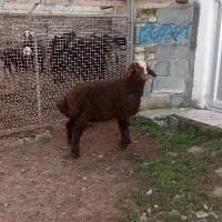 بره نر ،بهترین جنس دار ،قربانی میشود