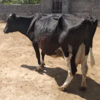 گاو آبستن فروشی