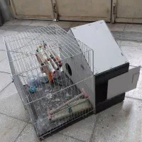 قفس پرنده|لوازم جانبی حیوانات|سبزوار, قلعه‌نو دهزار|دیوار