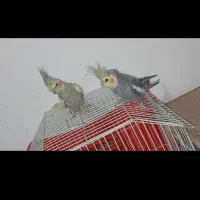 عروس هلندی نر وماده