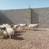 میش زایده فروشی|حیوانات مزرعه|کاشمر, |دیوار