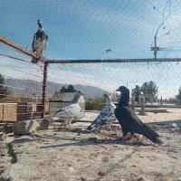 ماده‌ کفتر