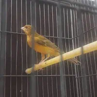 قناری.|پرنده|شیراز, شهرک والفجر|دیوار