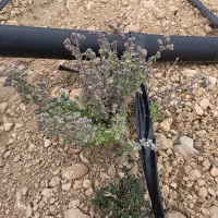 کارگر کشاورزی