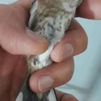 سهره آس دهن دار عتیقه|پرنده|کرج, کوی کارمندان جنوبی|دیوار