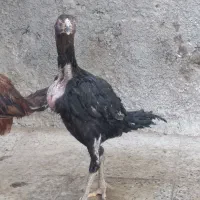 یک جفت مرغ خروس لاری|حیوانات مزرعه|رزن, |دیوار