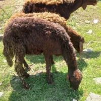 گوسفند برای قربانی ومصرف خانگی