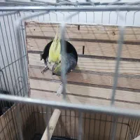 عروس هلندی|پرنده|مشکیندشت, |دیوار