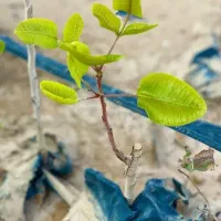 خرید نهال کامکوات انگور بادام زرد گل محمدی بلوبری|خدمات باغبانی و درختکاری|رشتخوار, |دیوار