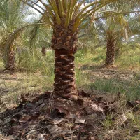 همه کارهای نخل با قیمت مناسب انجام می دهیم|خدمات باغبانی و درختکاری|شادگان, |دیوار