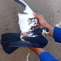 کفتر ساده چپ دم افشون پلنگ آلمانی