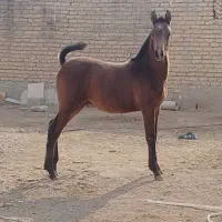 کره نریان ۷ماه از لاین کامران قدیری