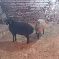 بره هترو وهمو|حیوانات مزرعه|مشهد, درزآب|دیوار