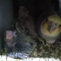 جوجه سر لاکی عروس هلندی|پرنده|ارزوئیه, |دیوار